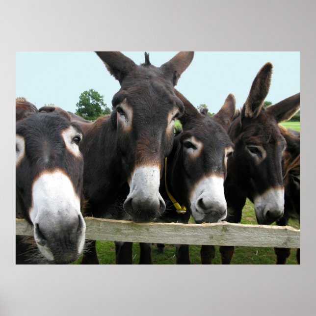 Donkeys! Poster (Front)