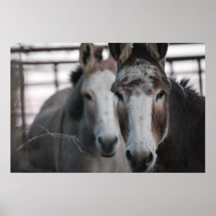 Donkeys Poster