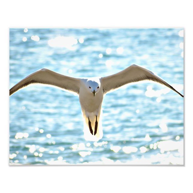 Don't be a seagull photo print (Front)