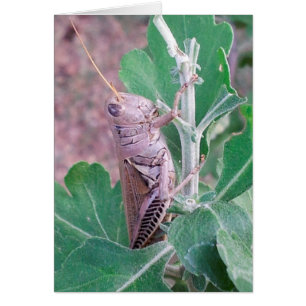 Don't Be Bugged by This Grasshopper