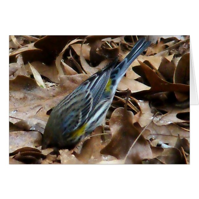 Don't Be Shy! (Front Horizontal)