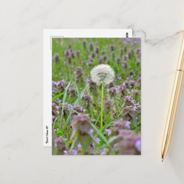 Don't Blow It! Dandelion Postcard (Front/Back In Situ)