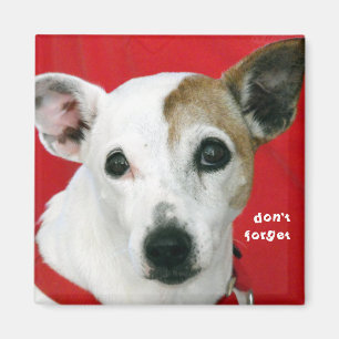 don't forget magnet