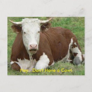 Don't Have a Cow Postcard