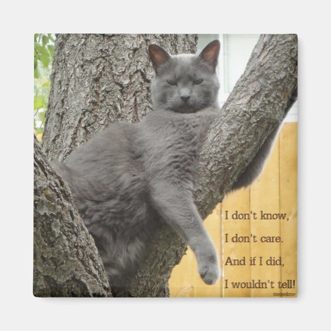 Don't know, don't care grey cat magnet (Front)