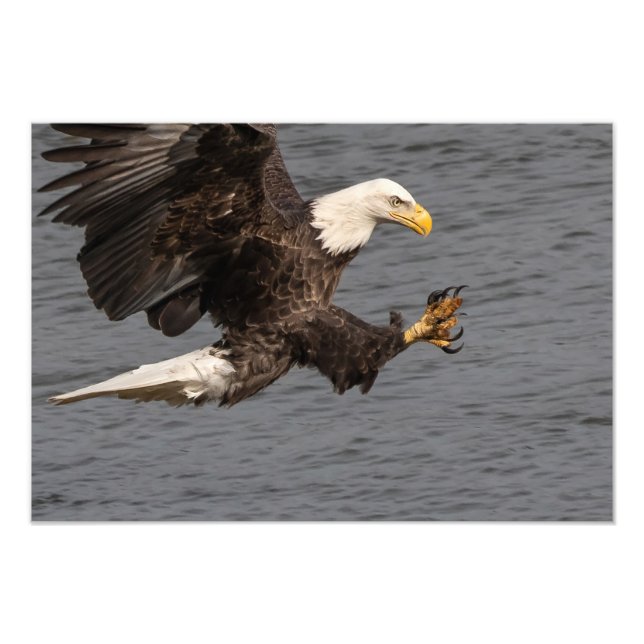 Don't Mess With A Bald Eagle  Photo Print (Front)