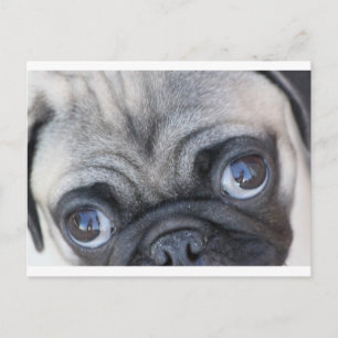 Doobie's Eyes Postcard