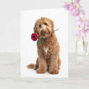 Doodle Dog Valentine Card