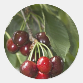 Door Country Cherries Classic Round Sticker
