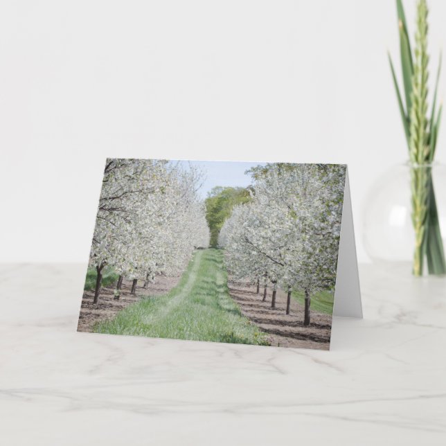 Door County Cherry Tree Notecard (Front)
