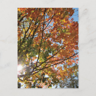 Door County Fall Postcard