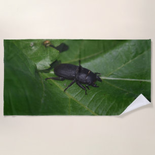 Dorcus parallelipipedus , the lesser stag beetle beach towel