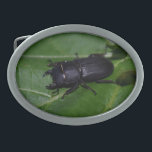 Dorcus parallelipipedus , the lesser stag beetle belt buckle<br><div class="desc">Dorcus parallelipipedus ,  the lesser stag beetle,  Lucanidae ,  Coleoptera ,  Bug,  I photographed it in my Garden.
Photo by Krisi ArtKSZP ,  More in Store Category >>> Nature photography >>> Insects >>> Else</div>