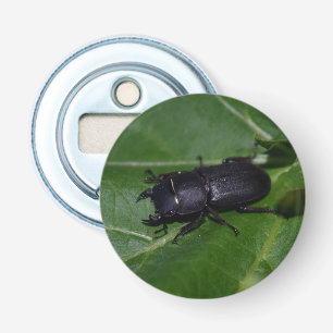 Dorcus parallelipipedus , the lesser stag beetle bottle opener