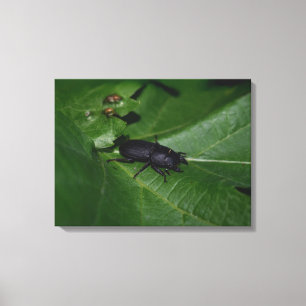 Dorcus parallelipipedus , the lesser stag beetle canvas print
