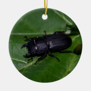 Dorcus parallelipipedus , the lesser stag beetle ceramic tree decoration
