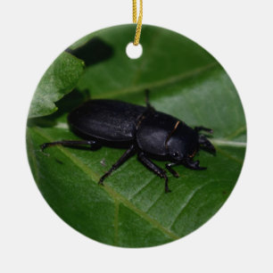 Dorcus parallelipipedus , the lesser stag beetle ceramic tree decoration