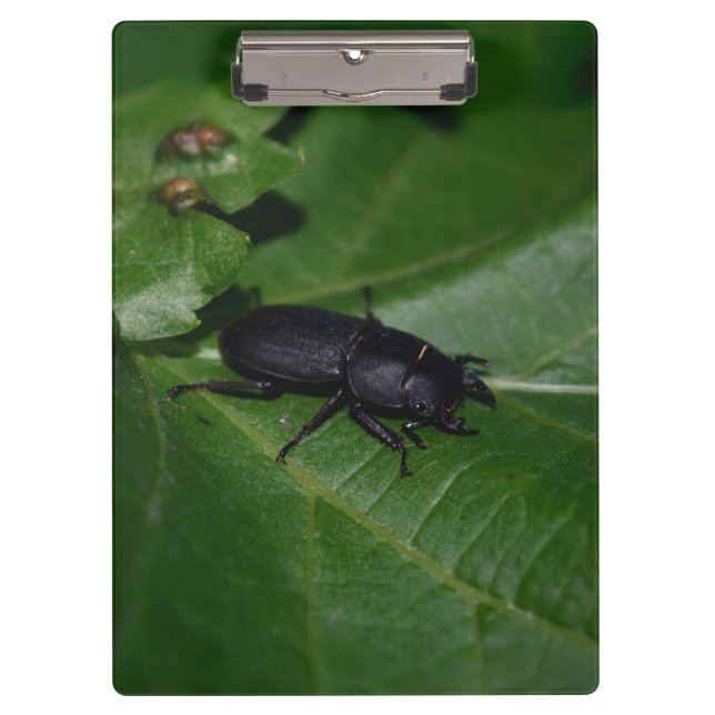 Dorcus parallelipipedus , the lesser stag beetle clipboard (Front)
