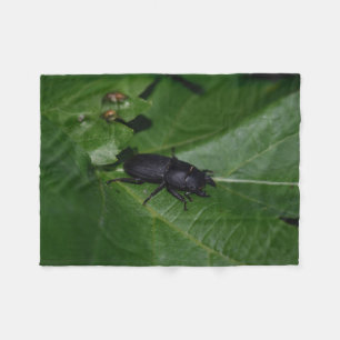 Dorcus parallelipipedus , the lesser stag beetle fleece blanket