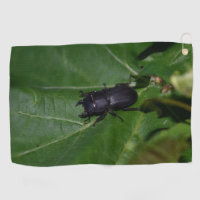 Dorcus parallelipipedus , the lesser stag beetle