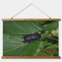 Dorcus parallelipipedus , the lesser stag beetle