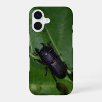 Dorcus parallelipipedus , the lesser stag beetle