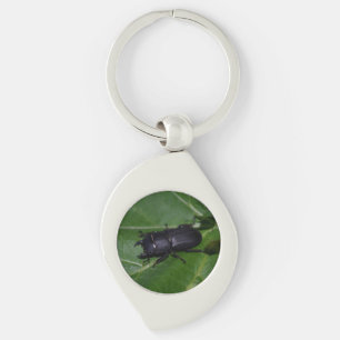 Dorcus parallelipipedus , the lesser stag beetle key ring