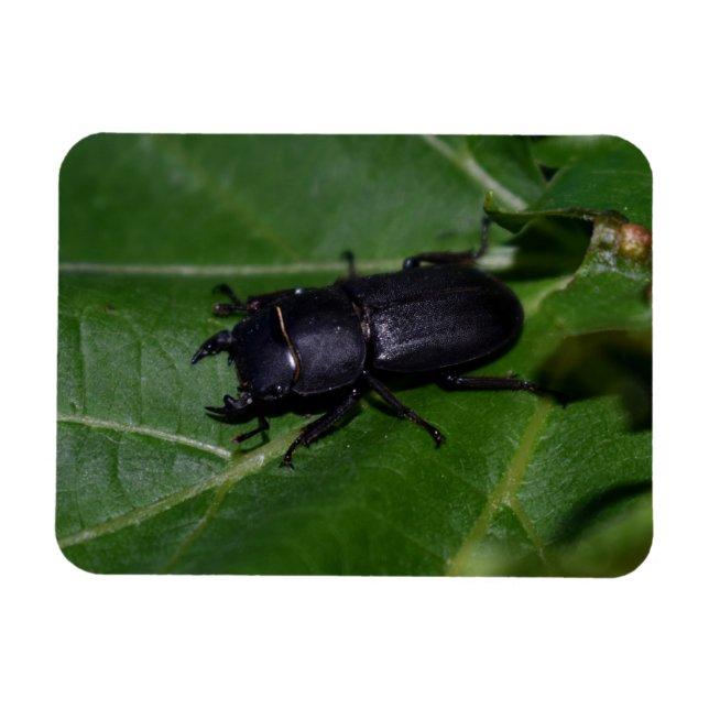Dorcus parallelipipedus , the lesser stag beetle magnet (Horizontal)