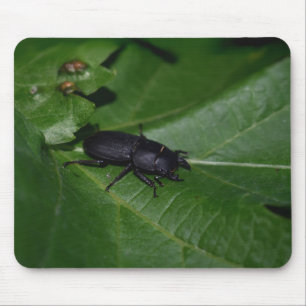 Dorcus parallelipipedus , the lesser stag beetle mouse pad
