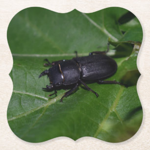 Dorcus parallelipipedus , the lesser stag beetle paper coaster