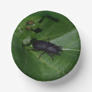 Dorcus parallelipipedus , the lesser stag beetle paper plate