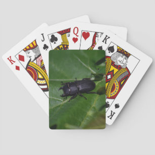 Dorcus parallelipipedus , the lesser stag beetle playing cards