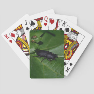 Dorcus parallelipipedus , the lesser stag beetle playing cards