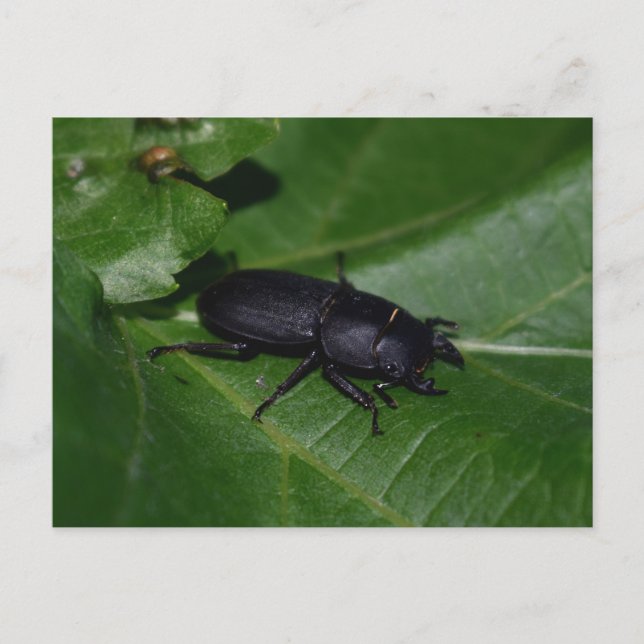Dorcus parallelipipedus , the lesser stag beetle postcard (Front)