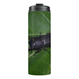 Dorcus parallelipipedus , the lesser stag beetle thermal tumbler