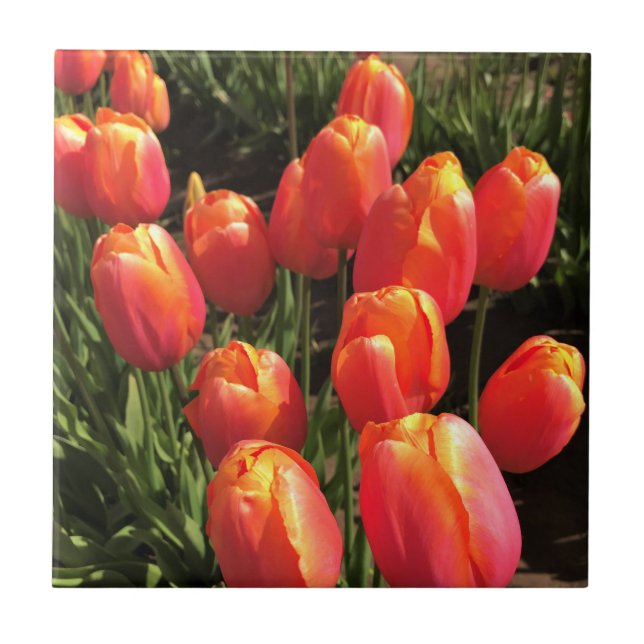 Dordogne Tulips, Oregon Tile (Front)