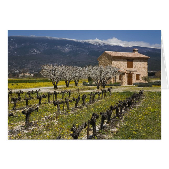 Dormant vineyard, fruit blossoms, stone house, (Front Horizontal)