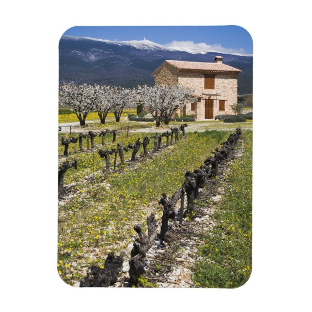 Dormant vineyard, fruit blossoms, stone house, magnet (Vertical)