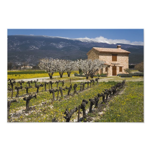 Dormant vineyard, fruit blossoms, stone house, photo print (Front)