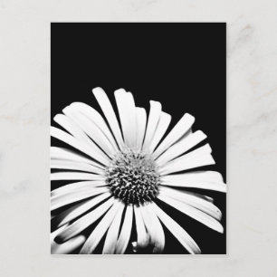 Doronicum flower art postcard (black and white)