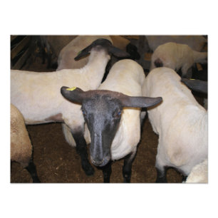 Dorper Sheep Standing with Ears Back Photo Print