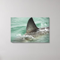 Dorsal aileron of a Great White shark