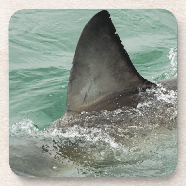 Dorsal aileron of a Great White shark Coaster (Front)