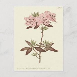 Dotted Leaved Rhododendron Illustration Postcard
