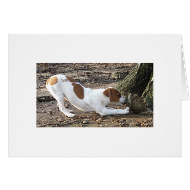 Dottie At Play (Front Horizontal)