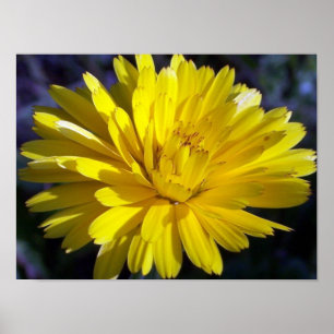 Double Aster Poster
