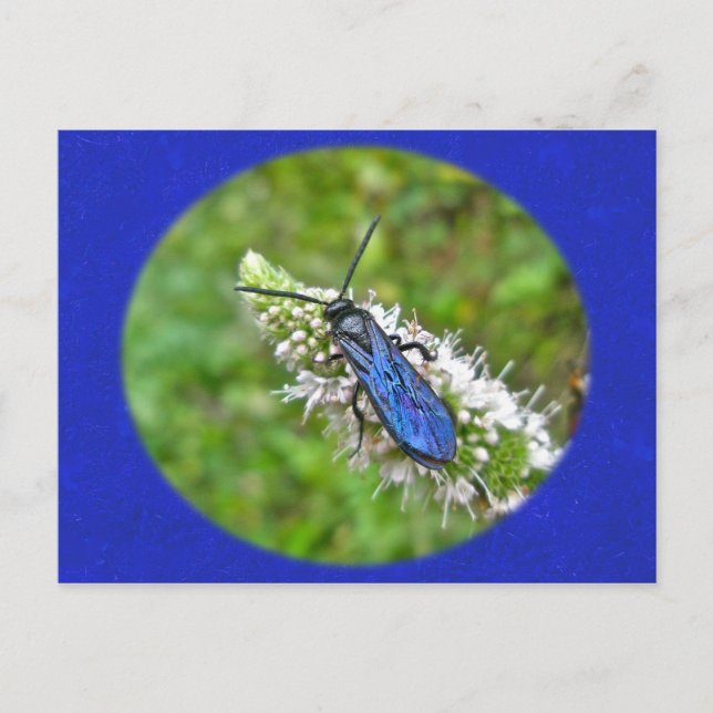 Double Banded Scoliid Wasp on Mint Postcard (Front)