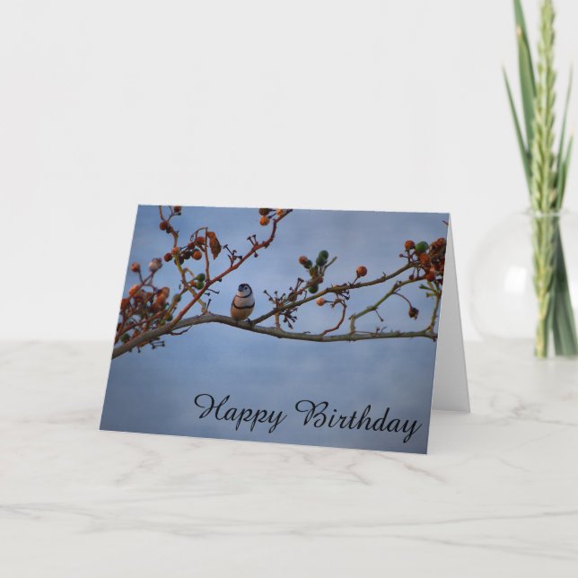Double-barred finch on branch blank Birthday card (Front)