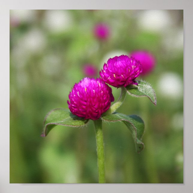 Double Bloom 1 Poster (Front)