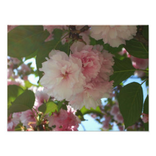Double Blossoming Cherry Tree I Spring Floral Photo Print